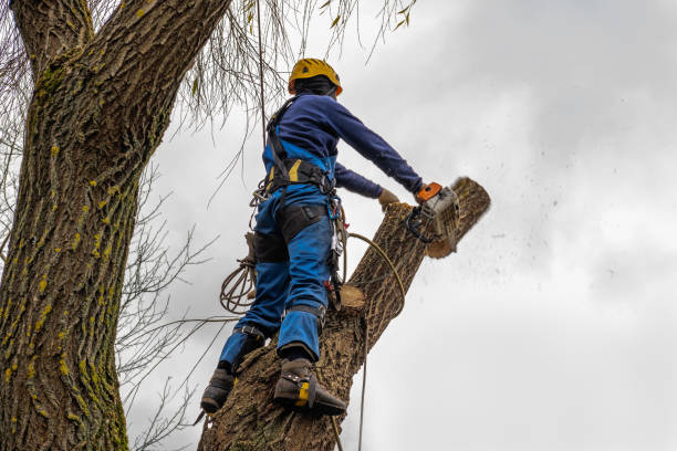 Best Mulching Services  in USA